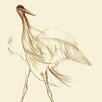 heron