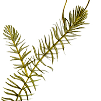 hydrilla
