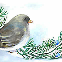 dark eyed junco