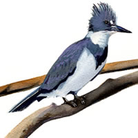 belted kingfisher