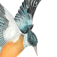 Kingfisher