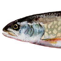 lean lake trout
