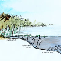 Littoral Illustration