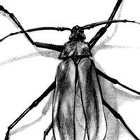 tanner longhorn insect