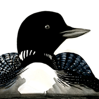 common loon