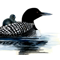 common loon