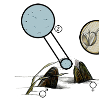 mussel life cycle