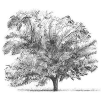 pecan tree