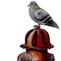 pigeon