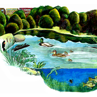 Pond in Brooklyn