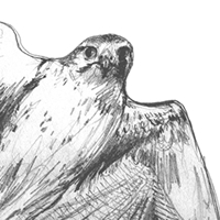 prairie falcon