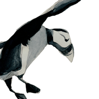 Atlantic puffin