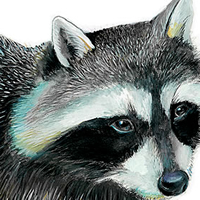 Raccoon