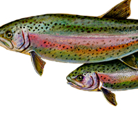 Rainbow Trout