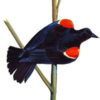 red winged blackbird