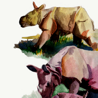 rhinoceros