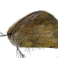 Seed Shrimp