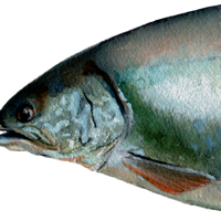 siscowet lake trout