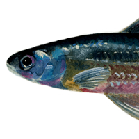 spot tail shiner