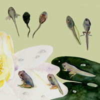 lily pad