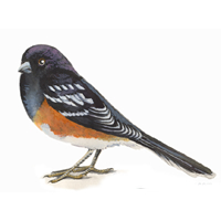 towhee