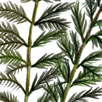 water milfoil