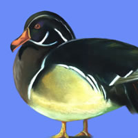 Wood Duck