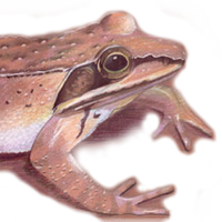 wood frog