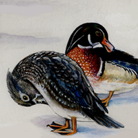 wood ducks