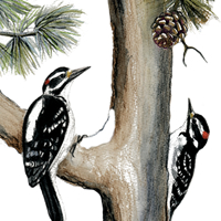 Hairy Woodpeckers