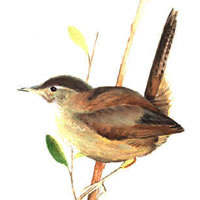 marsh wren