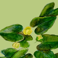 yellow water lilies