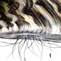Zebra Mussel