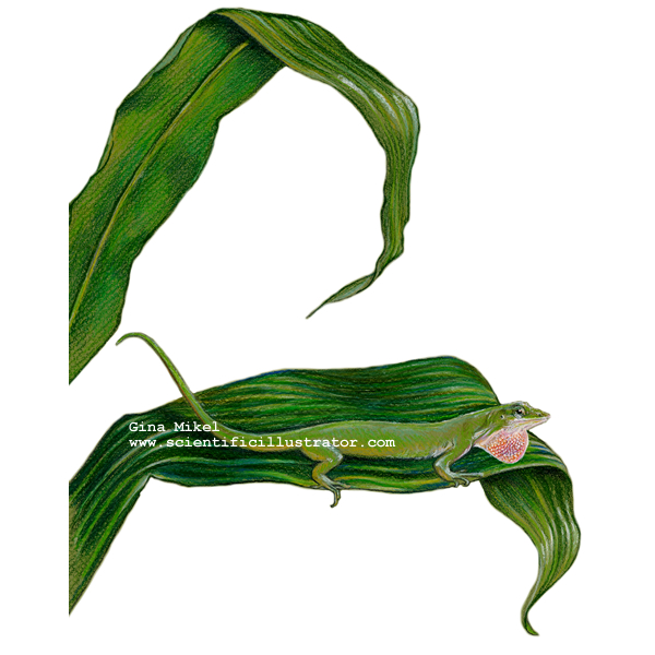 anole
