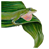 Anole