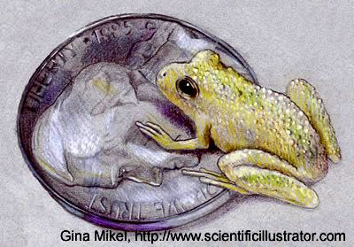 blanchards cricket frog