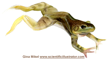 bull frog