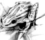 chorus frog