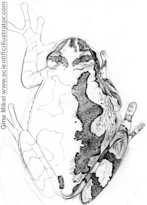 copes treefrog
