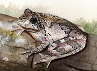 Copes Gray Treefrog Watercolor