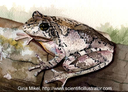 copes gray treefrog