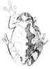 copes treefrog sketch
