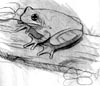 copes tree frog sketch