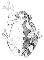 copes tree frog