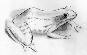 Frog Illustration How To: 5
