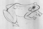 How to Draw a Frog