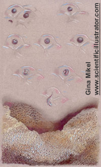 Frog Spawn