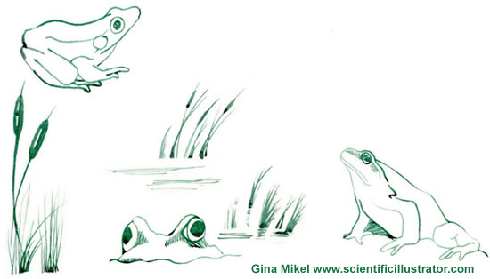frogs, gesture studies