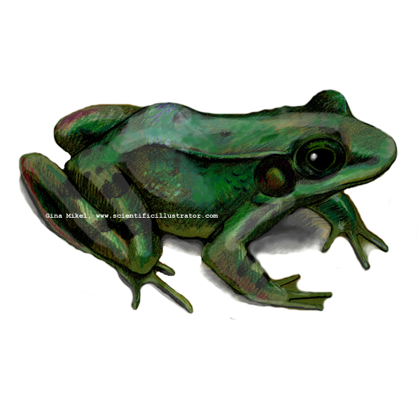 green frog