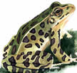 leopard frog